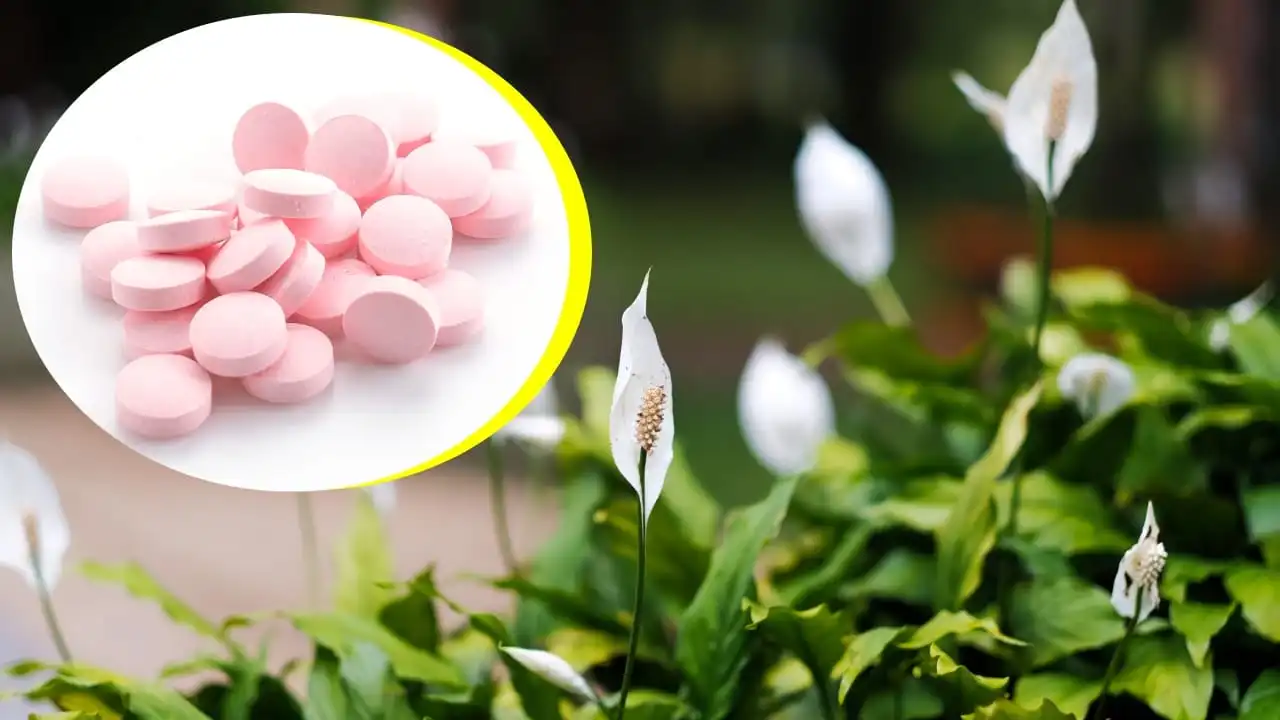 Cómo fabricar pastillas de vitamina para hacer florecer la cuna de Moisés