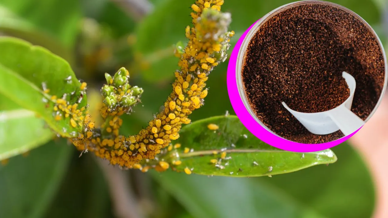 Cómo hacer un insecticida potente con café y vinagre para eliminar plagas del jardín