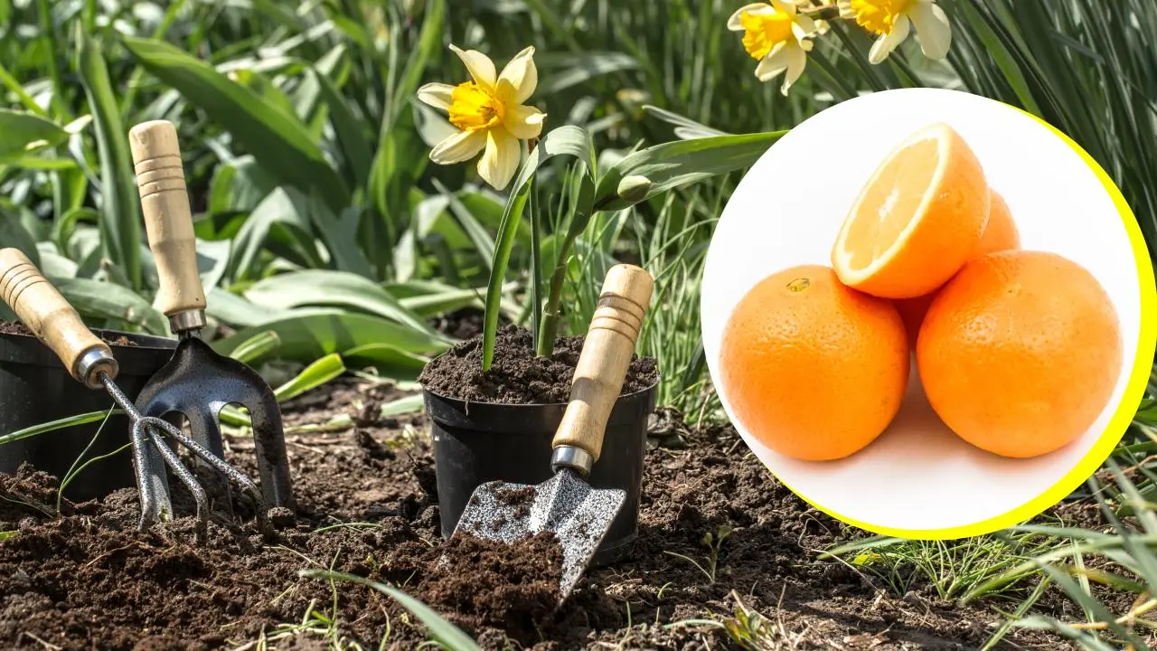 Cómo hacer un potente repelente naranja para nutrir tus plantas y ahuyentar plagas