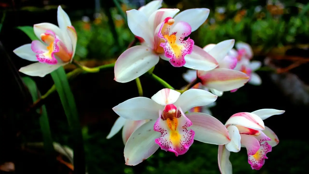Cómo lograr que tus orquídeas produzcan flores exuberantes y fuertes: el truco secreto de los floristas