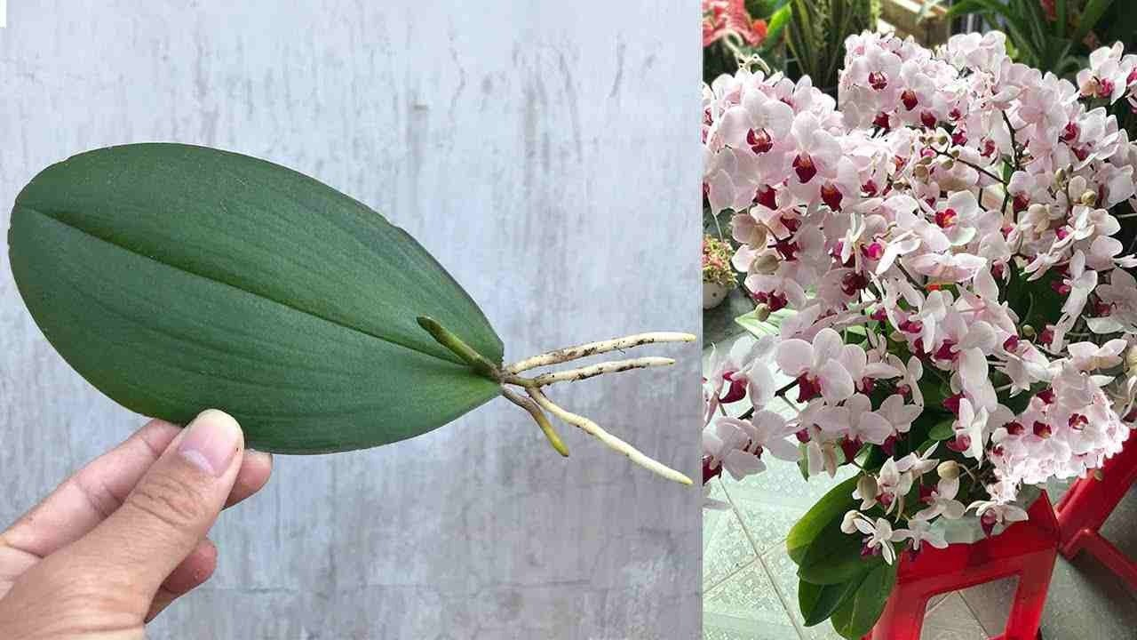 Cómo multiplicar orquídeas infinitamente con solo una hoja