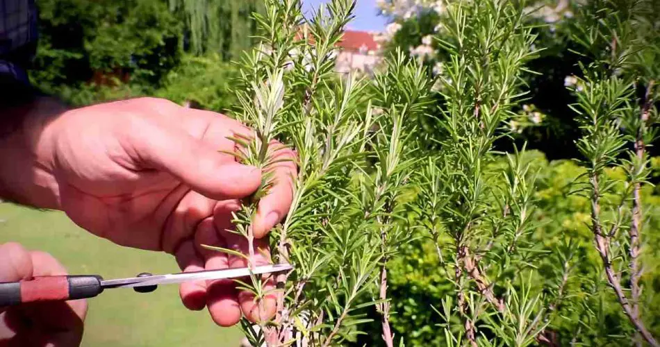 Cómo multiplicar romero en agua infinitamente, solo toma unos minutos