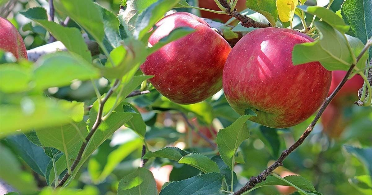Cómo plantar correctamente un árbol frutal
