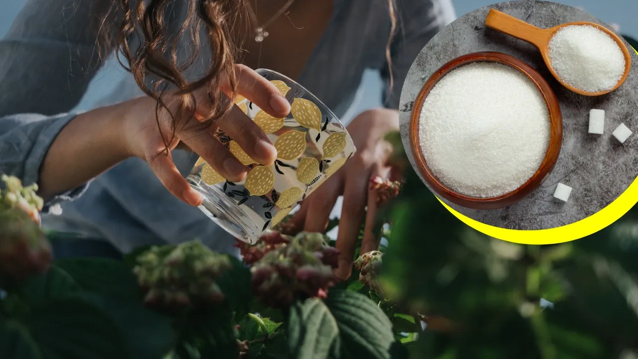 Cómo usar azúcar para fortalecer las raíces de tus plantas y ayudarlas a crecer