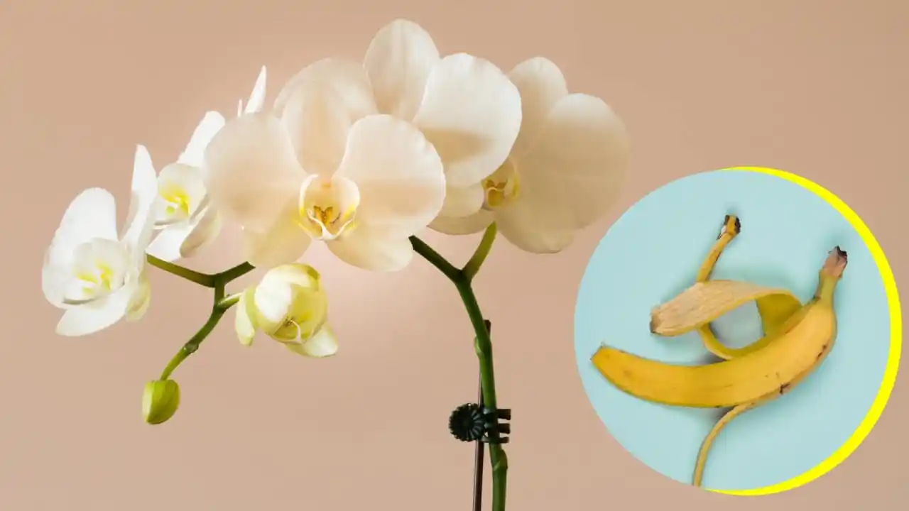 Cómo usar plátanos para hacer que sus orquídeas florezcan de nuevo