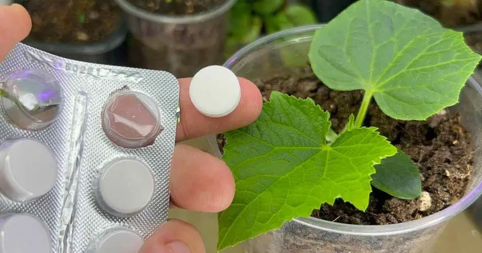 Con 1 tableta, cada planta del jardín se vuelve sana y exuberante