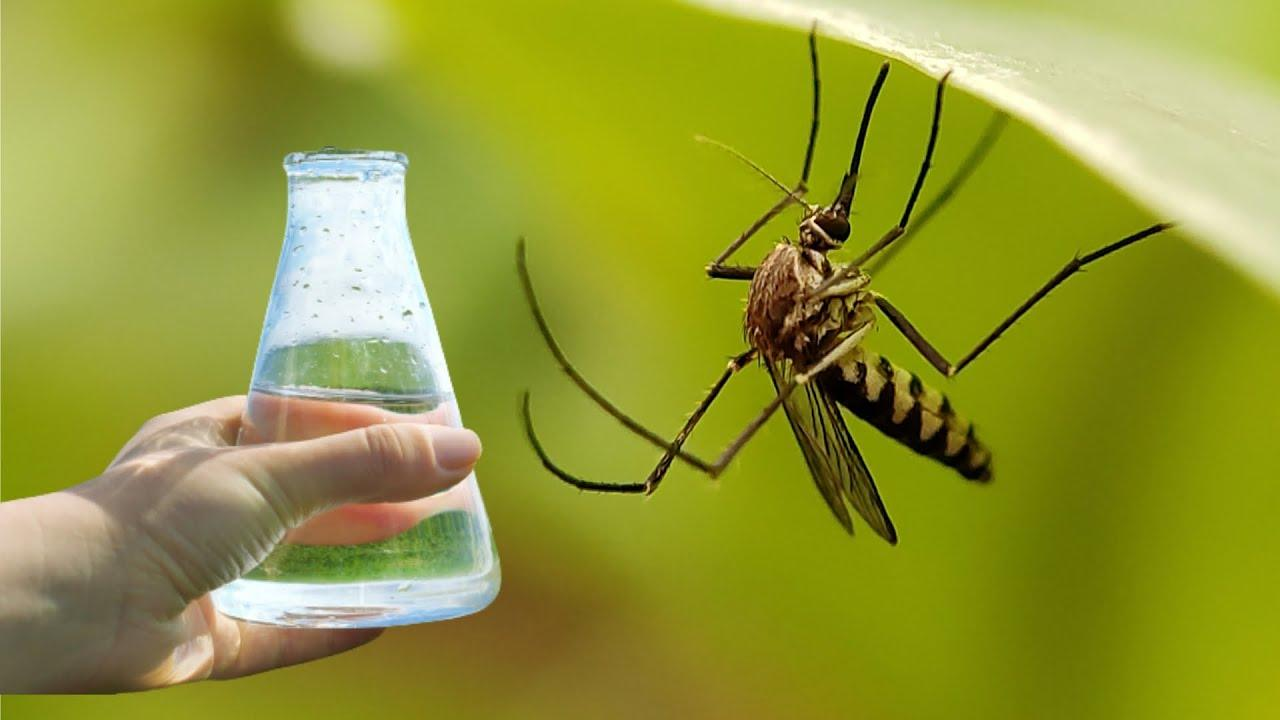 Con 2 gotas de este repelente natural, los mosquitos desaparecen de tu vista