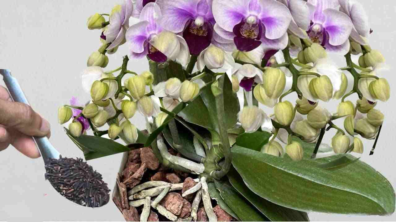 Con esta mezcla, crecen innumerables orquídeas en solo unas semanas