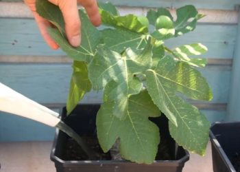 Con esta receta versátil de fertilizante natural, tus plantas y flores serán más fuertes que nunca