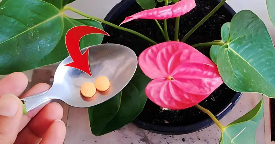 Con este valioso método de cultivo, las anturios prosperan durante 10 meses consecutivos