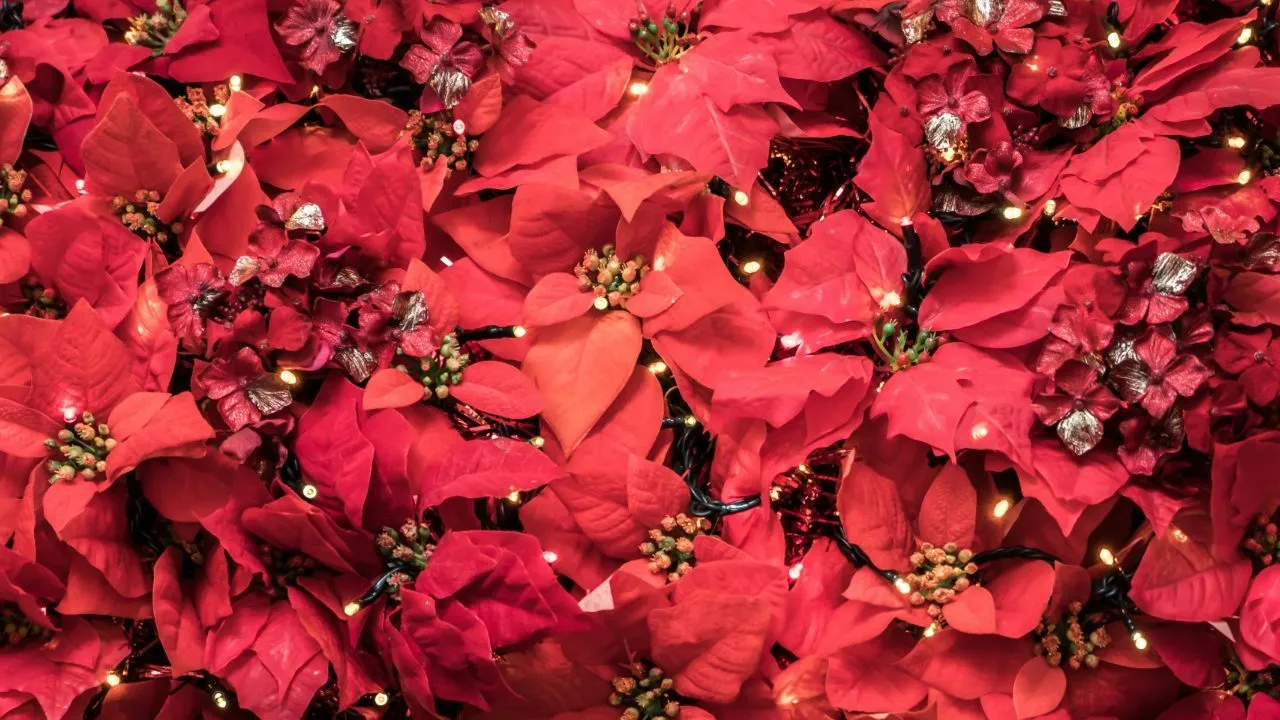 Consejo de jardineros para tener una Nochebuena hermosa, colorida y verde