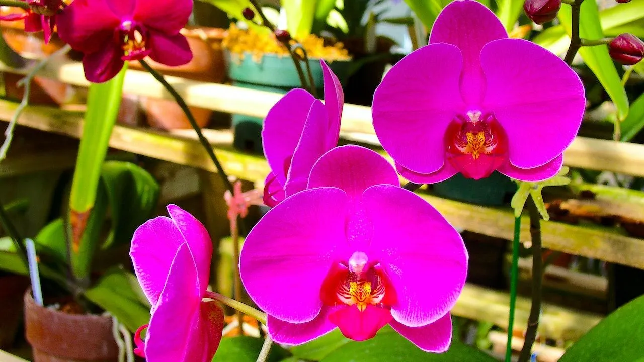 Consejo para tener dos orquídeas en una con un secreto simple de jardinería