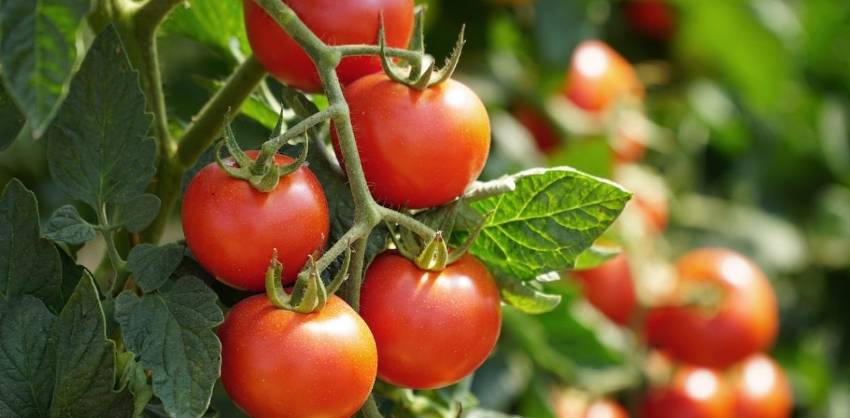 Consejo: ¿Por qué poner sal bajo las raíces de tus plantas de tomate?