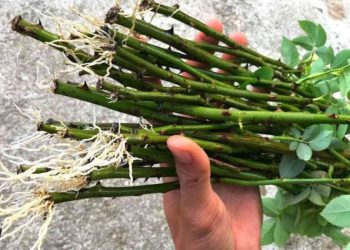 Cortar un rosal en la arena: cuándo y cómo