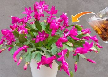 Cree un fertilizante potente para sus plantas con un solo ingrediente