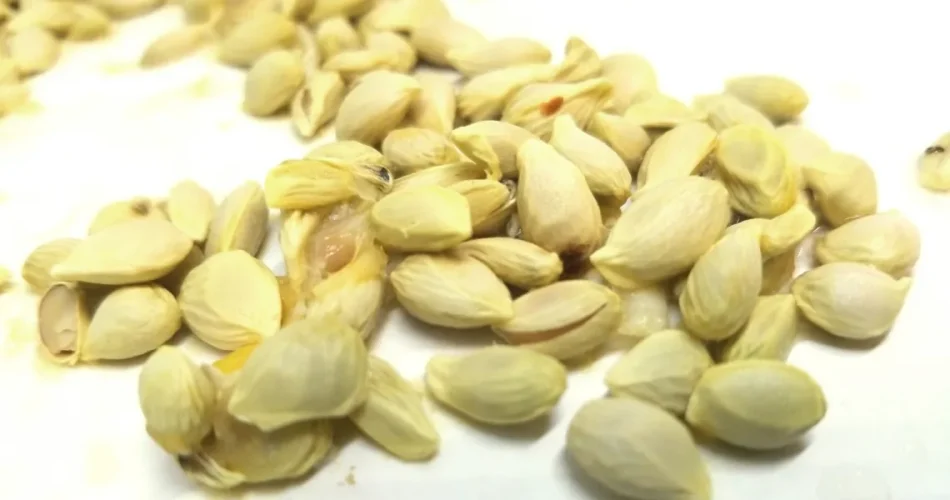 Cuando exprimas limones no cometas el error de tirar las semillas: usadas así valen oro.