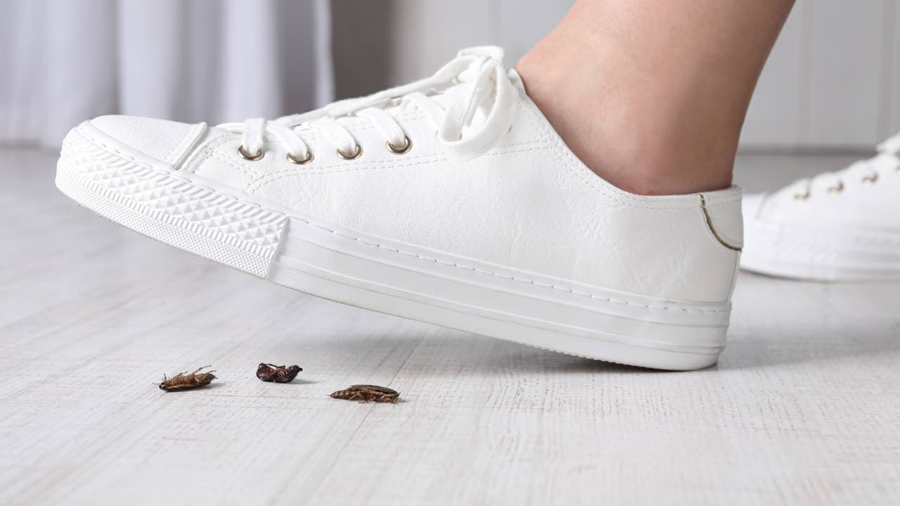 Cucarachas en casa, porque aplastarlas es un grave error: aunque siempre lo hacemos