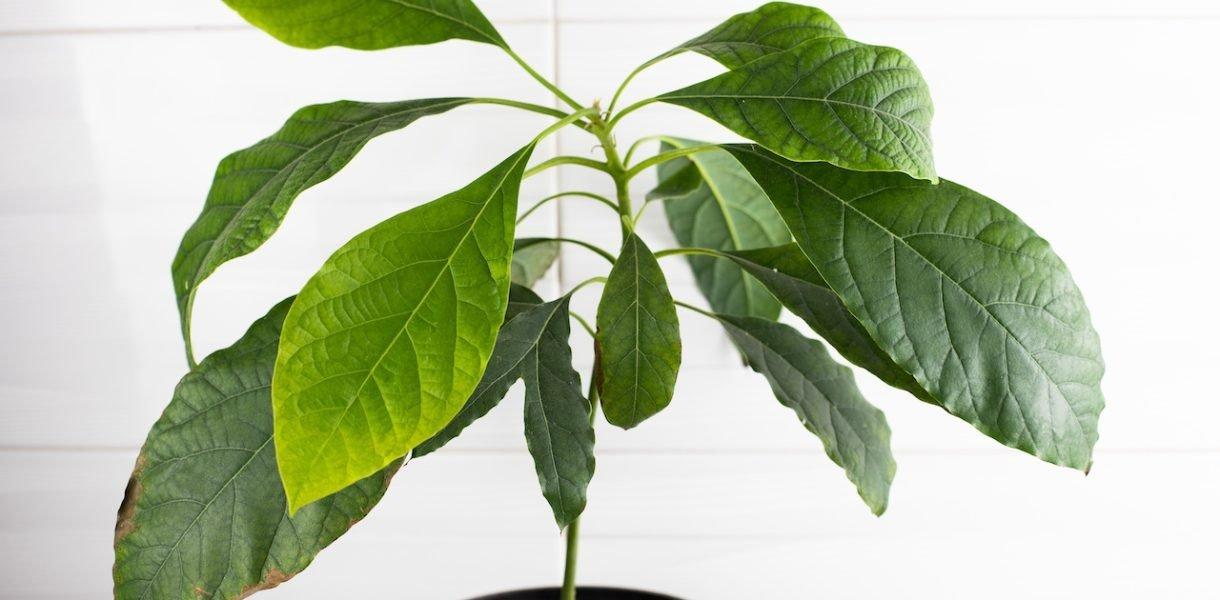 Cultivar un aguacate: el mejor truco para germinar y hacer crecer un hueso de aguacate como un profesional