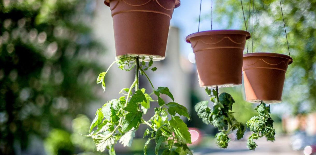 Cultivo invertido de tomates: un método innovador para la optimización del espacio