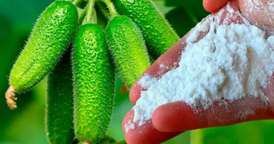 Dale esto a los pepinos y los cosecharás hasta el otoño – pruébalo ahora