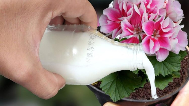 Debe aplicar esta agua si una planta debe florecer muy rápido