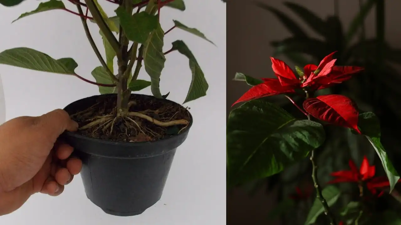 Descubra cómo reproducir una flor de Nochebuena con una sola rama