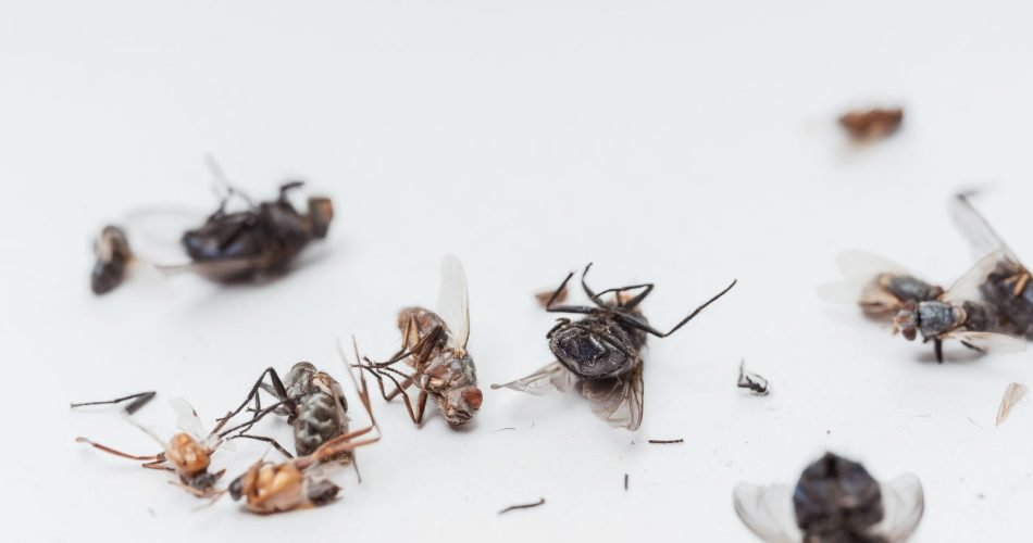 Desde que descubrí este método, ya no tengo ni moscas ni mosquitos en casa.