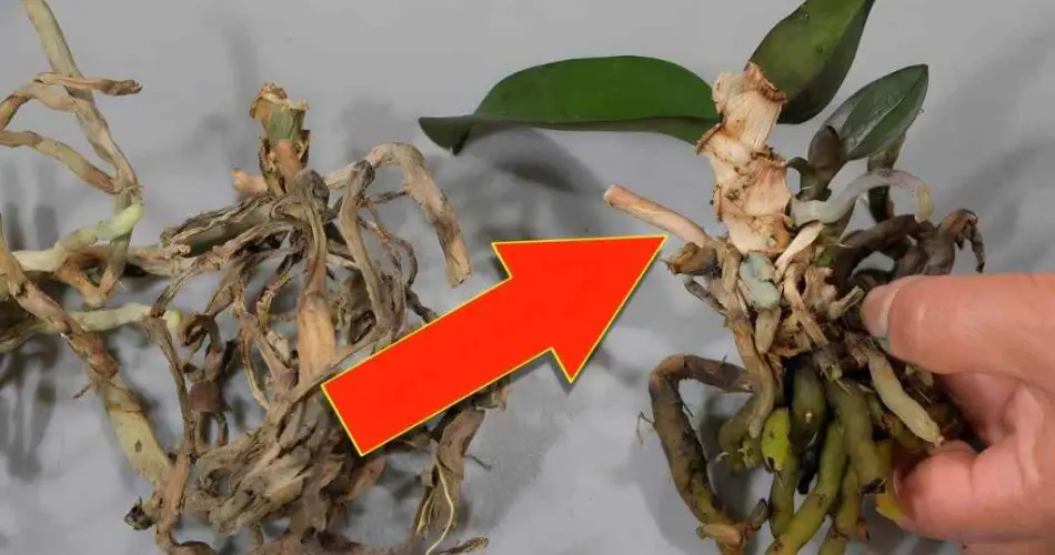 Después de ver este truco, nunca más tirarás orquídeas viejas