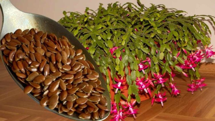 Disfruta de flores espectaculares añadiendo una cuchara para cada flor que tengas en casa