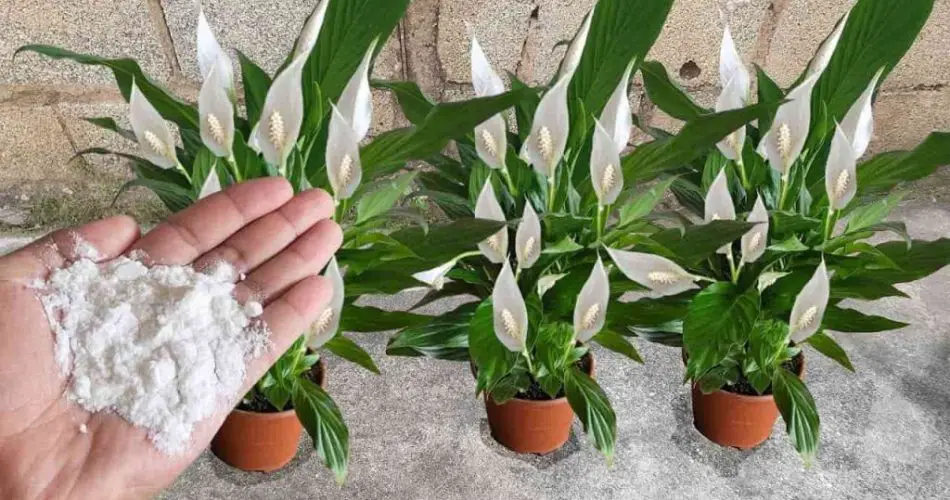 Distribúyalo en el balcón o en el jardín, las plantas florecen en pocos minutos