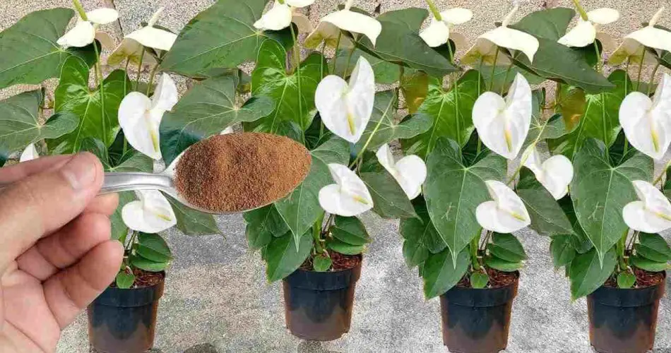 Distribúyelas entre las plantas que tienes en tu casa o jardín: florecerán durante todo un año