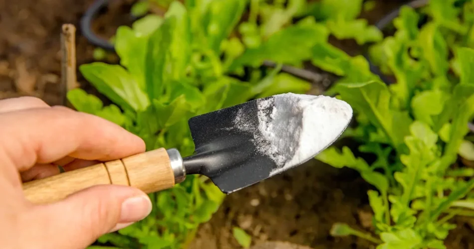 El bicarbonato de sodio ahuyenta las babosas y limpia el suelo. ¿Cómo usarlo correctamente en el jardín?