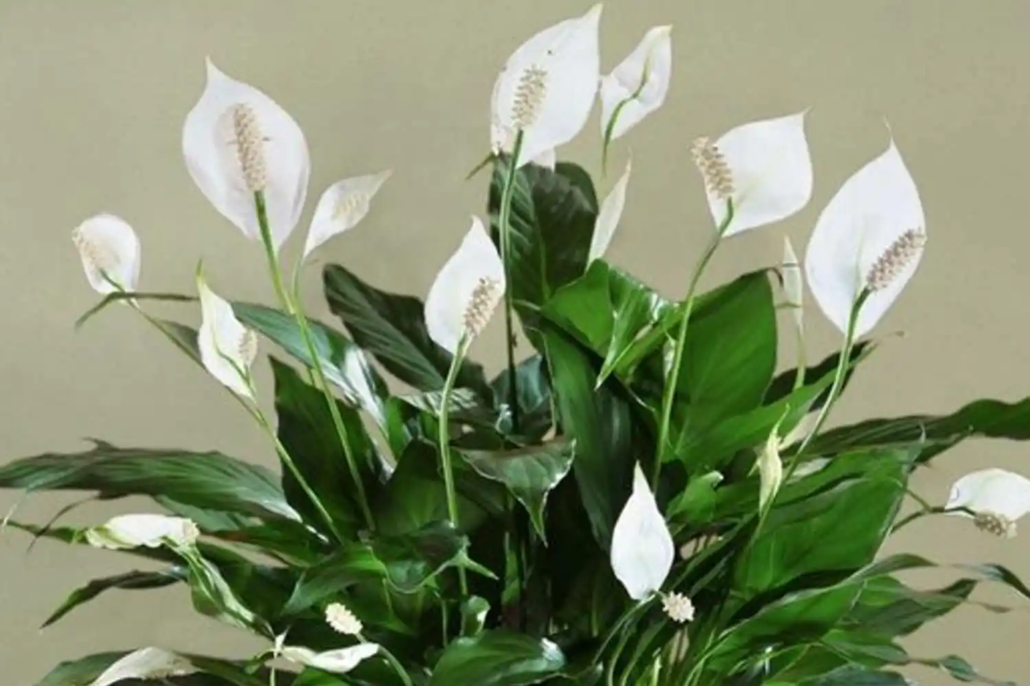 El ingrediente que necesita la cuna de tu bebé para prosperar y mantenerse hermosa