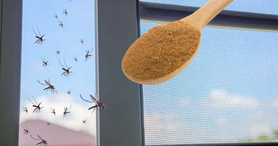 El insecticida más potente contra los mosquitos está en la cocina: los elimina gratis