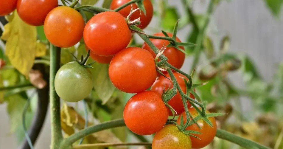 El mejor suplemento natural para tomates, pimientos, pepinos y berenjenas