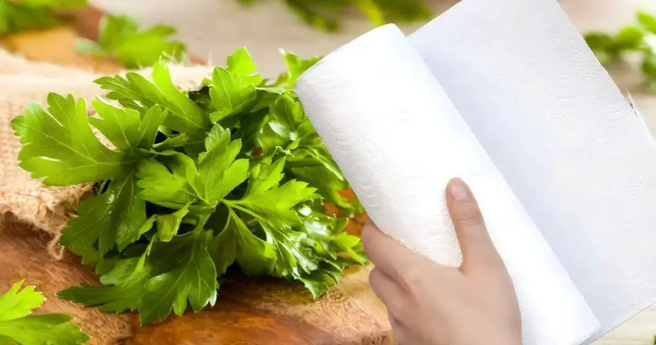 El perejil, el secreto del chef para que dure meses: ya no se pudre