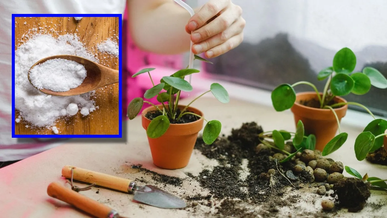 El polvo de hornear es el ingrediente favorito de los jardineros: 3 trucos para usarlo en tus plantas
