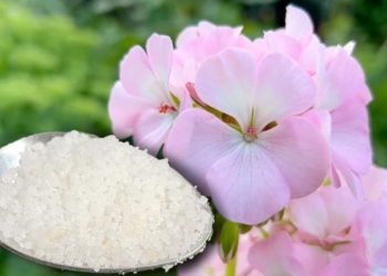El remedio casero que hace crecer cinco veces más rápido a cualquier planta o flor