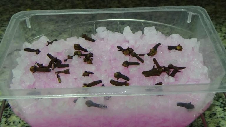 El remedio natural más potente para eliminar instantáneamente todos los insectos en casa