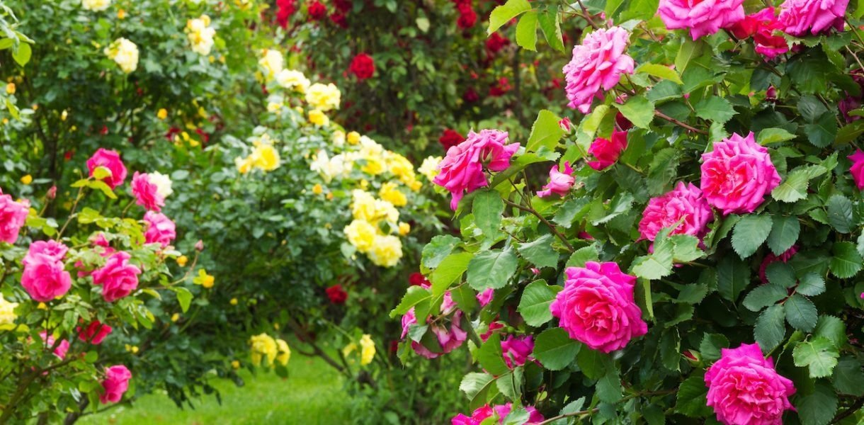 El secreto de un rosal floreciente: ¿Cómo obtener rosas hermosas en abundancia?