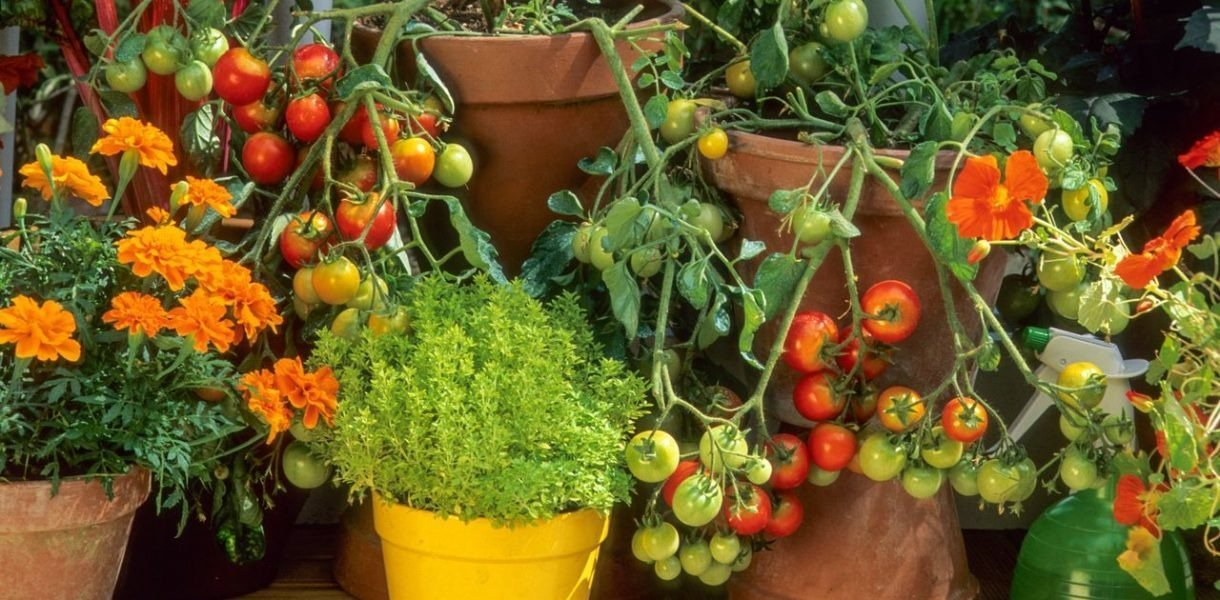 El secreto para una cosecha abundante de tomates en tu balcón