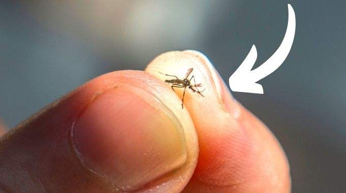 El truco para encontrar (y matar) un mosquito escondido en el dormitorio