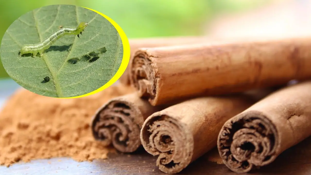 Elimine las plagas de sus plantas con este poderoso remedio natural con canela