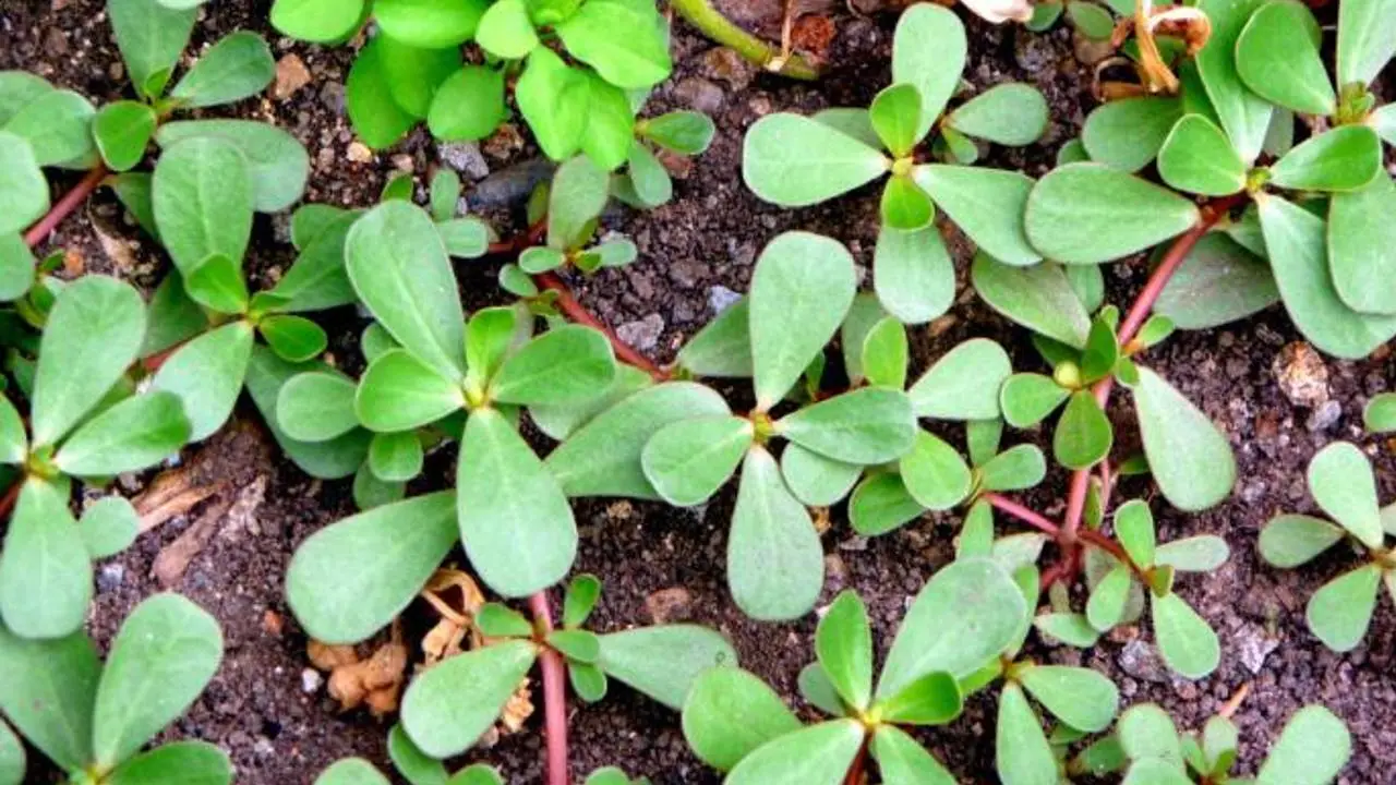 Esta es la “mala” hierba que no deberías cortar de tu jardín, te contamos por qué