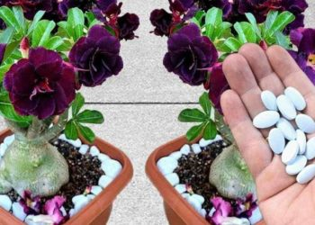 Esta pastilla hace que muchas flores exploten tanto en el jardín como en el balcón