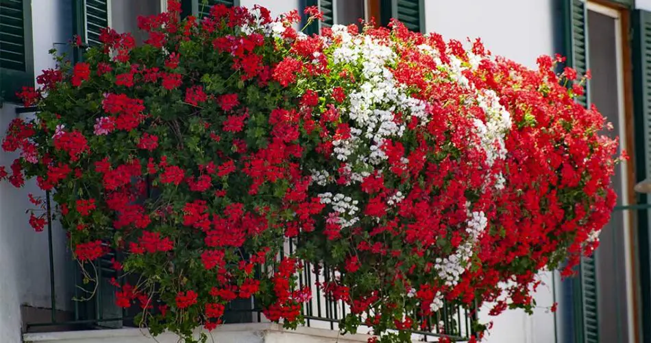 Estas flores nunca deben colocarse en el balcón, morirán pronto: sácalas
