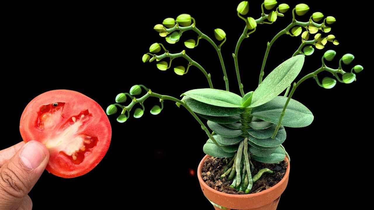 Este es el secreto para que las orquídeas siempre estén sanas y florezcan cada año