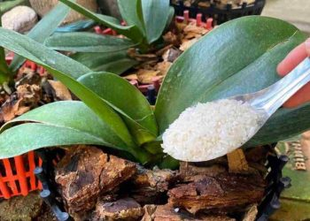 Este fertilizante natural ayuda a que su orquídea se mantenga saludable