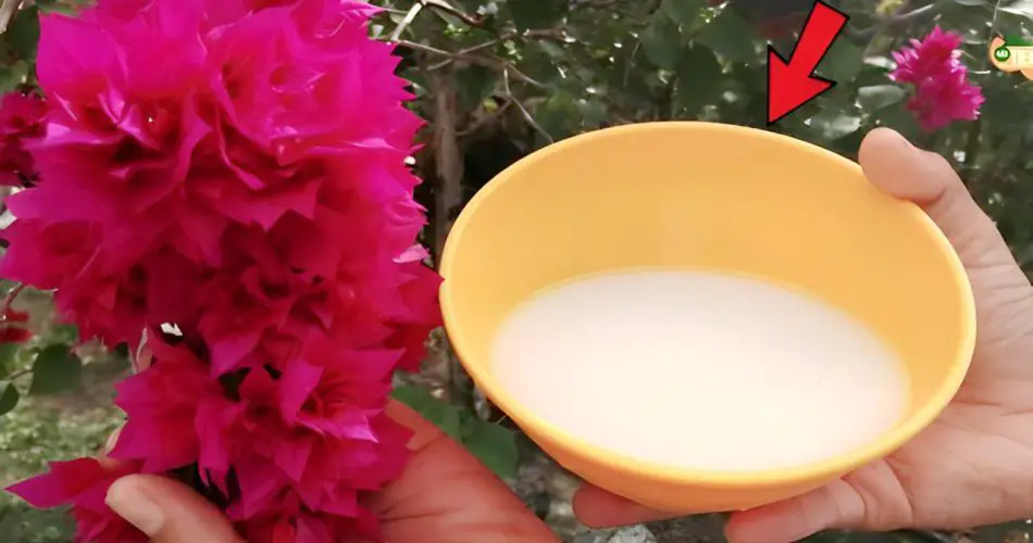 Este ingrediente es más fuerte que el agua, hace crecer plantas sanas y frondosas.