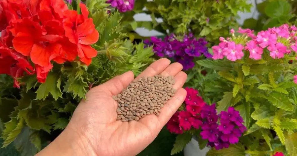 Este ingrediente hará florecer el jardín, no dejarás de hacerlo